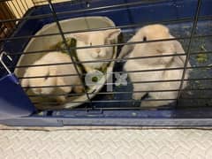 Holland loop bunny rabbits for sale 30BD EACH 0