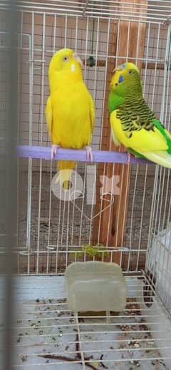 yellow parakeet with red eyes