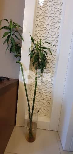 beautiful Bombo plant with vash 0