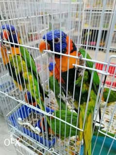 lory bird male female for sale155 0