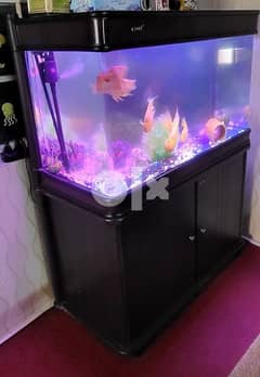 Aquarium with parrot fish for sale