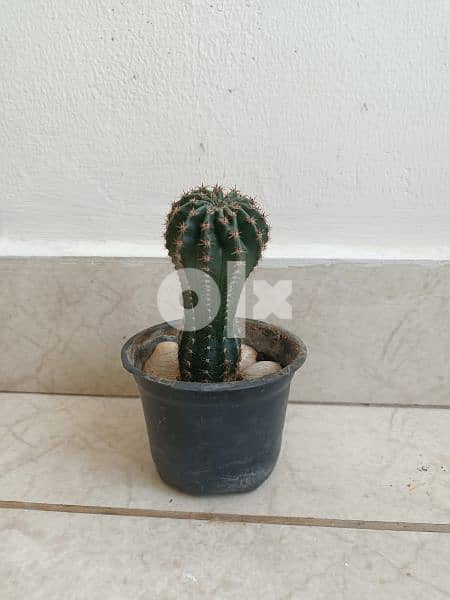 Cactus plant 2