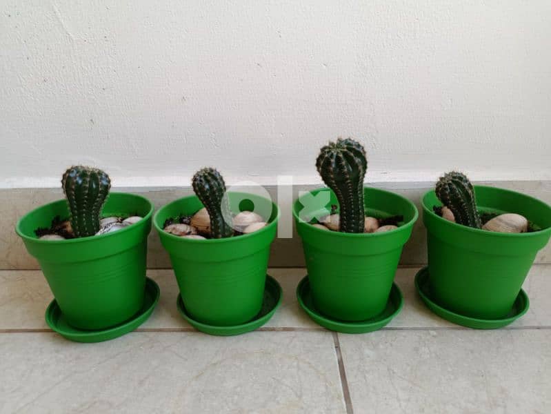 Cactus plant 3