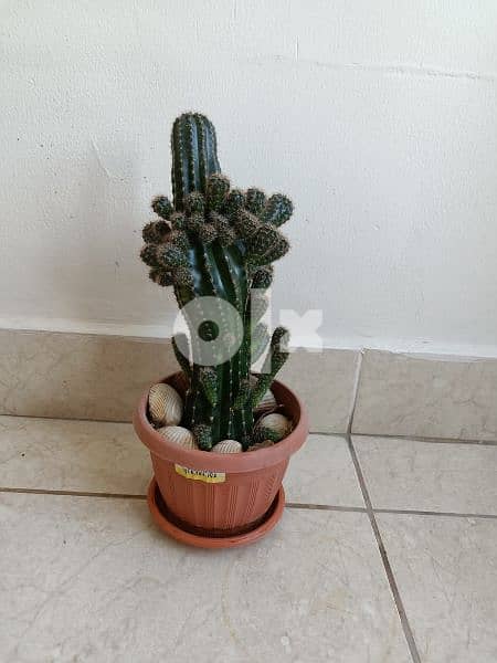 Cactus plant 4