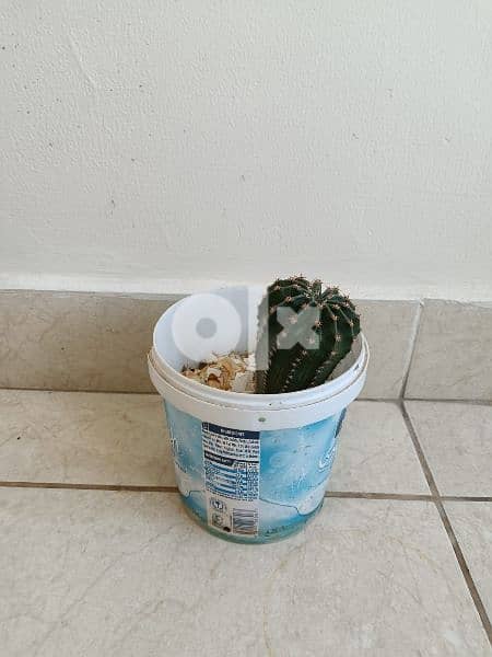Cactus plant 5