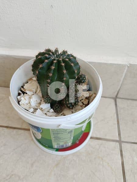 Cactus plant 6