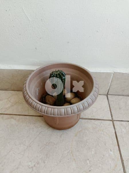 Cactus plant 7