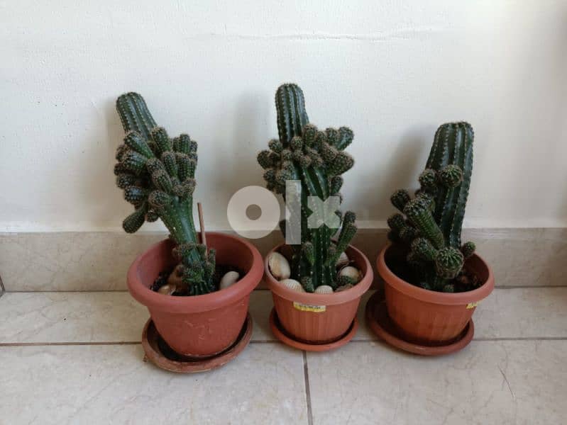 Cactus plant 8
