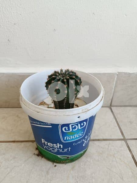 Cactus plant 9