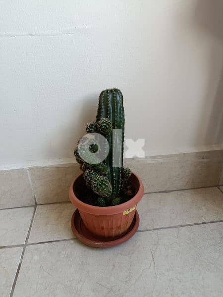 Cactus plant 10