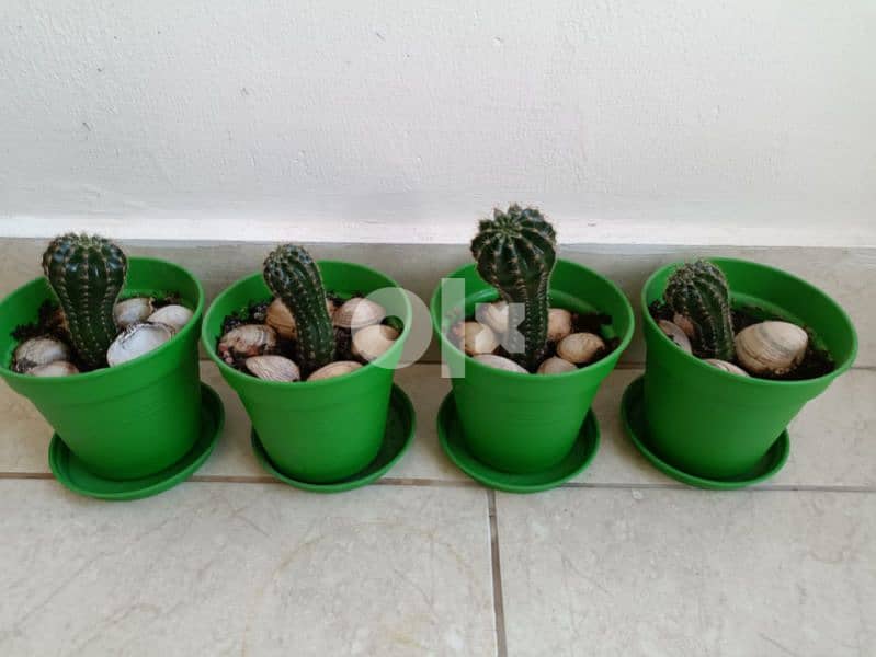 Cactus plant 11