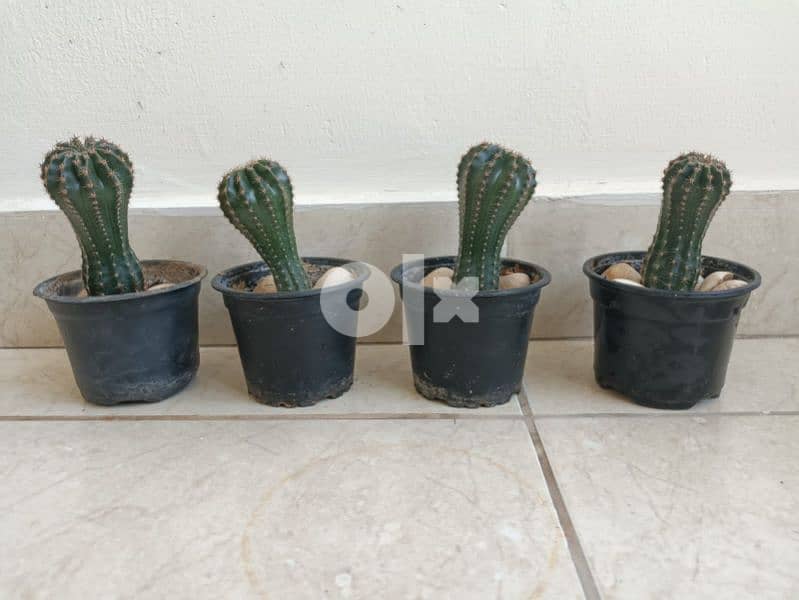 Cactus plant 12