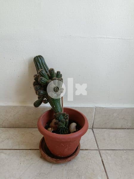 Cactus plant 13