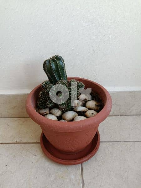 Cactus plant 14