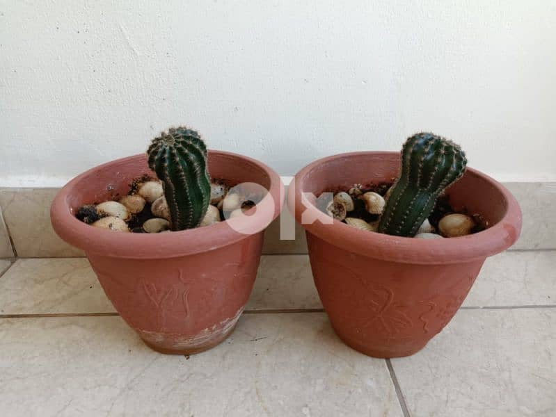 Cactus plant 15