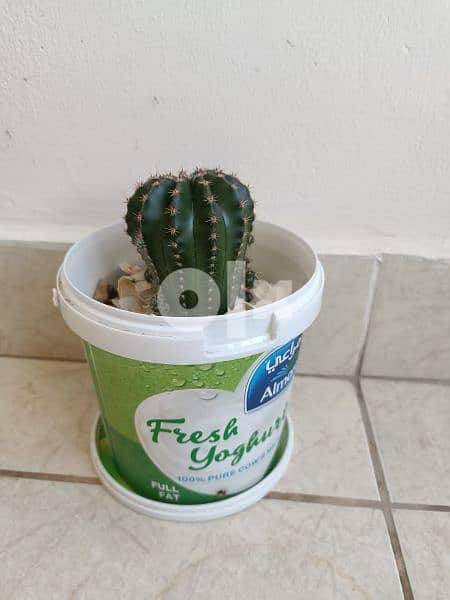 Cactus plant 16