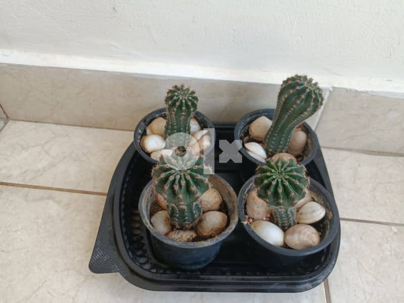 Cactus plant 17