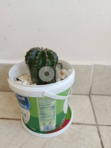 Cactus plant 18