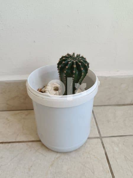 Cactus plant 19