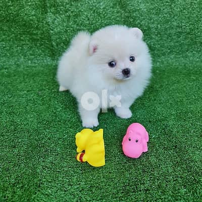 Mini poms puppy’s  for Sale