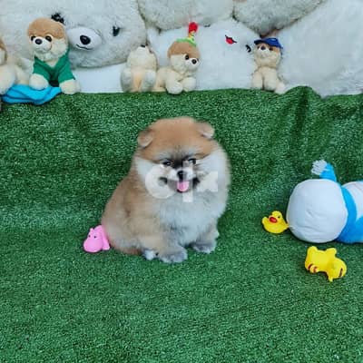 Male & female pomeranian for sale