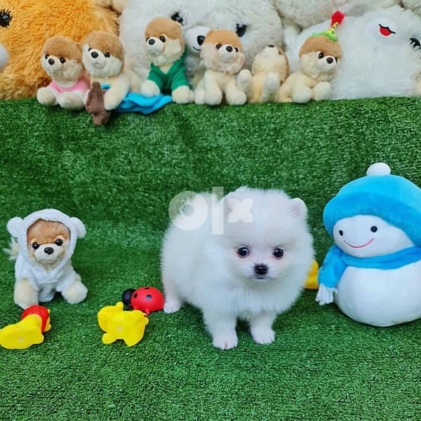 Male & female pomeranian for sale 1