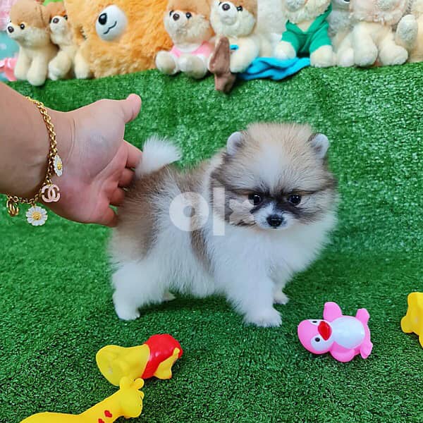 Female mini Pom 0