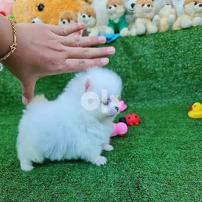 Mini female pomeranian for sale