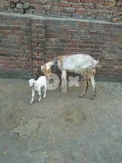 goat and her son 0
