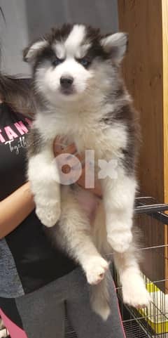 Malmut husky dogs male and female for sale66366013 0