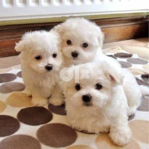 Olx maltese puppies sales for sale