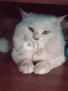 Beautiful Persian cat for sale 0