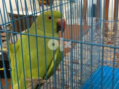 parrot for sale 0