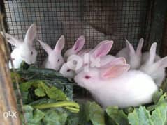 baby rabbits 0