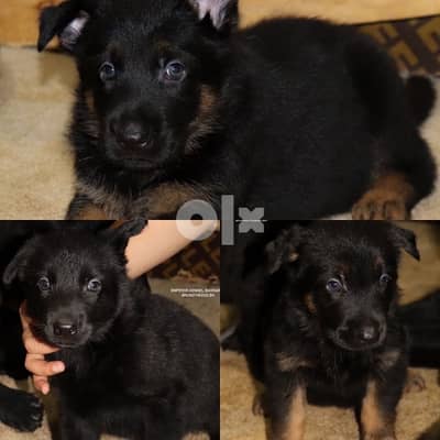 German Shepherds