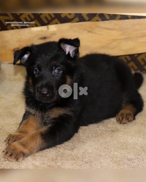 German Shepherds 1