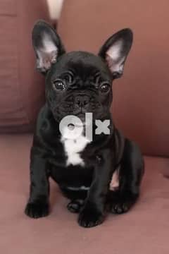 French Bulldog Black Puppy 0