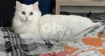 Angora Turkish Cat for adoption 0