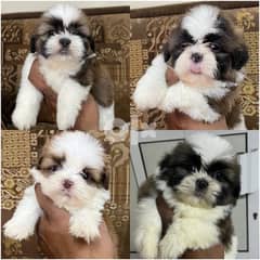 mini shitzu puppies for sale 0