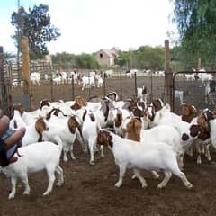 Healthy Boer Goats 0