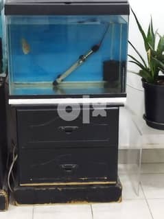 Fish tank with male flowerhorn baby 0