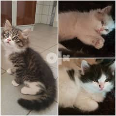 shirazi kittens 0