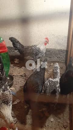 male and female hen for sale 0