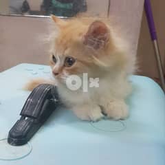 Persian cats for sale with vaccinated 0