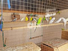 Budgies For Sale 0