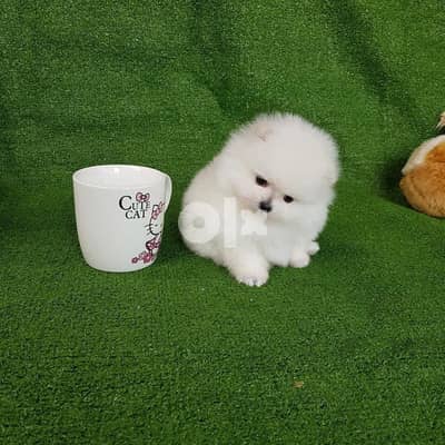 Female teacup pom for sale