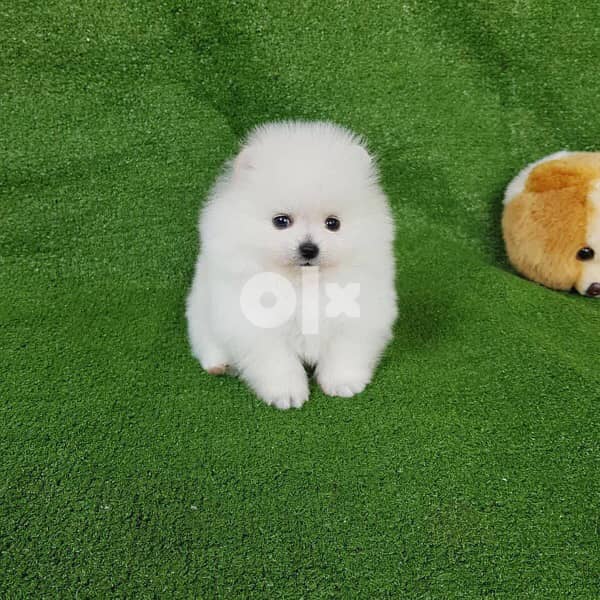 Female teacup pom for sale 1