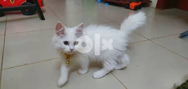 Persian CAT - WHITE 2 mothts 0