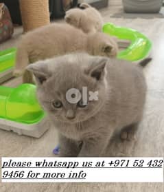 beautiful and well trained British Shorthair kittens 0