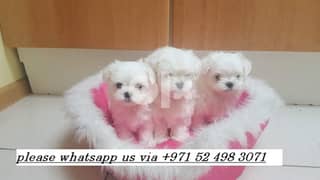 maltese precious puppies are available for new homes 0